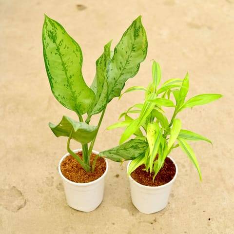 Set of 2 - Aglaonema Filipica & Lucky Bamboo in 5 Inch White Nursery Pot