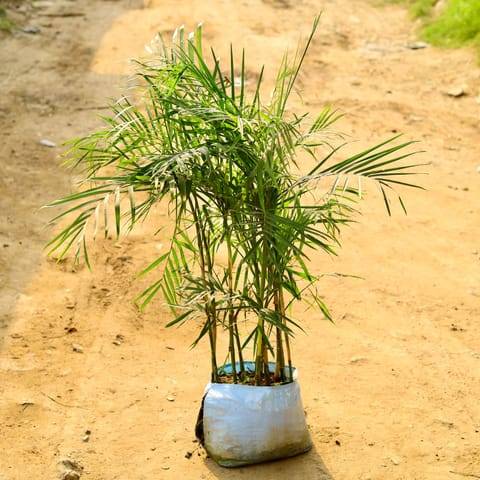 Cane Palm (~ 4 Ft) in 12 Inch Nursery Bag