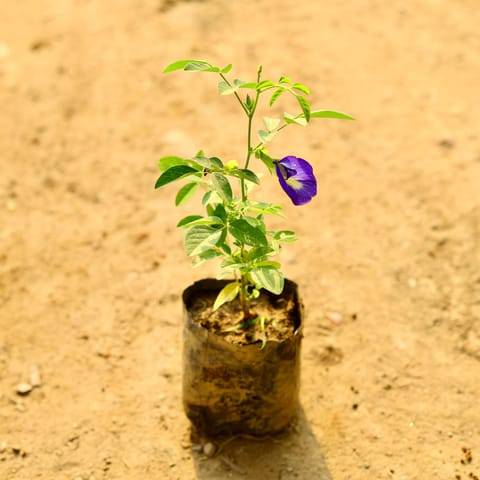 Aparajita Blue in 4 Inch Nursery Bag