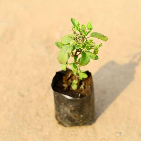 Rama Tulsi in 4 Inch Nursery Bag