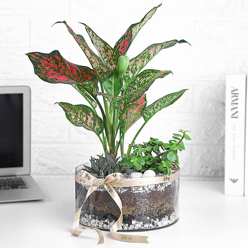 Jade-Aglaonema N Haworthia Trio