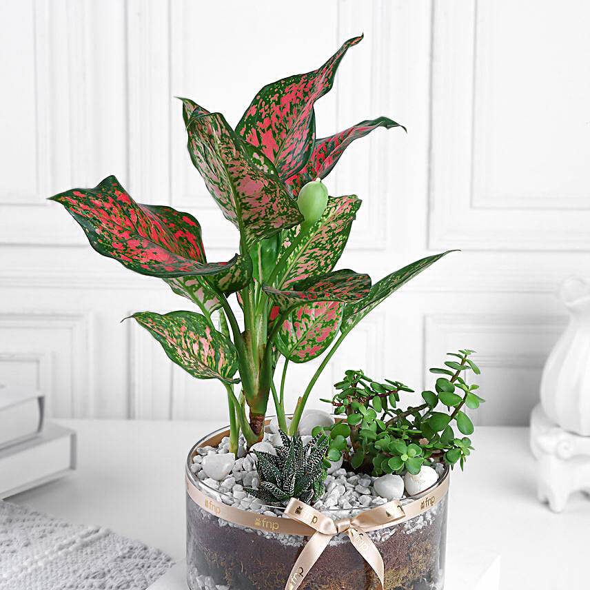 Jade-Aglaonema N Haworthia Trio