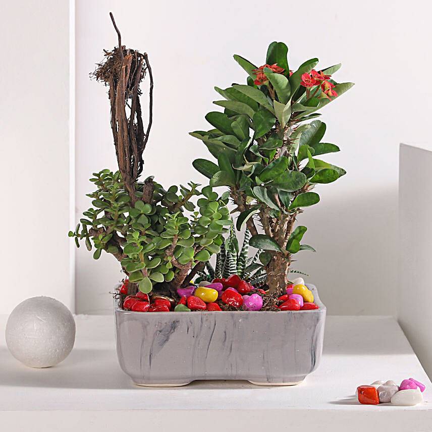 Jade and Haworthia Harmony