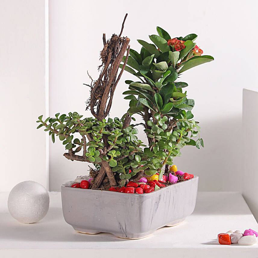 Jade and Haworthia Harmony