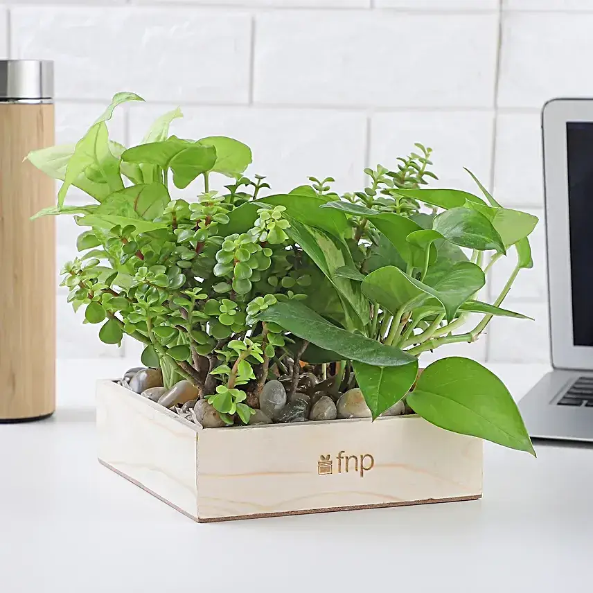 Jade N Money Plant Wooden Base Terrarium