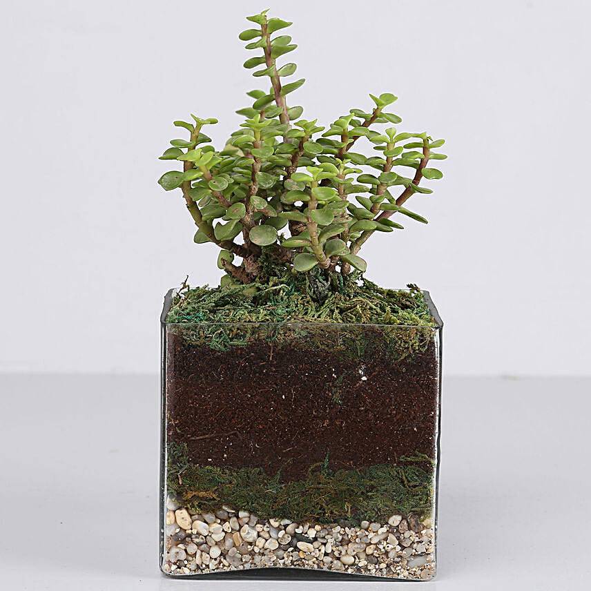 Jade Plant 4" Glass Terrarium