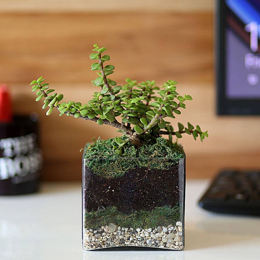 Jade Plant in Four Glass Terrarium