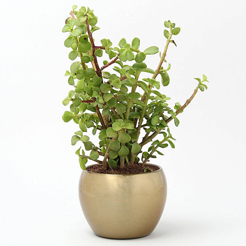 Jade Plant In Gold Tone Metal Pot