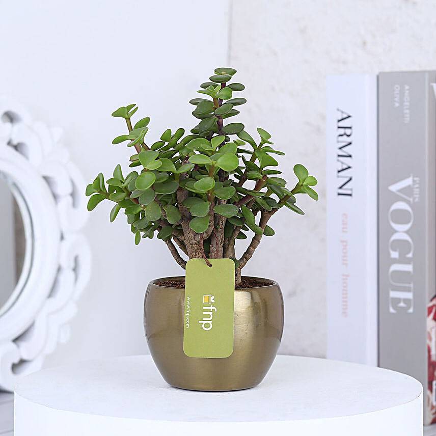 Jade Plant In Gold Tone Metal Pot