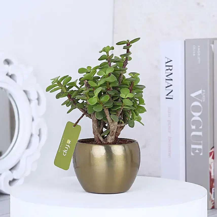 Jade Plant In Gold Tone Metal Pot