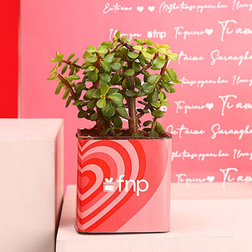 Shades of Love Jade Plant