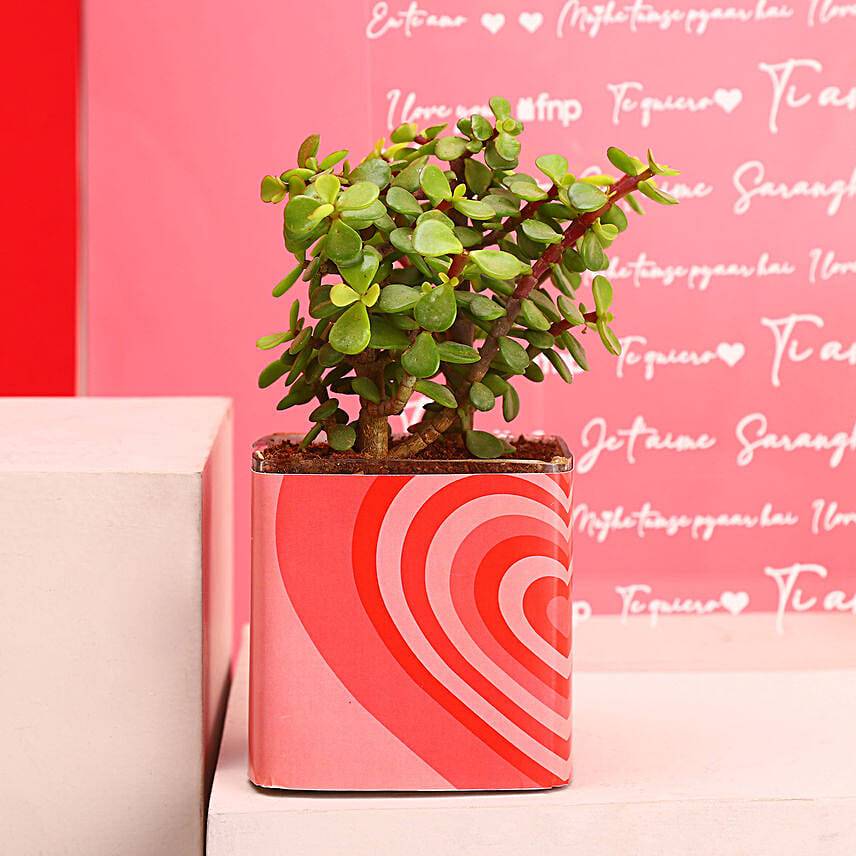 Shades of Love Jade Plant