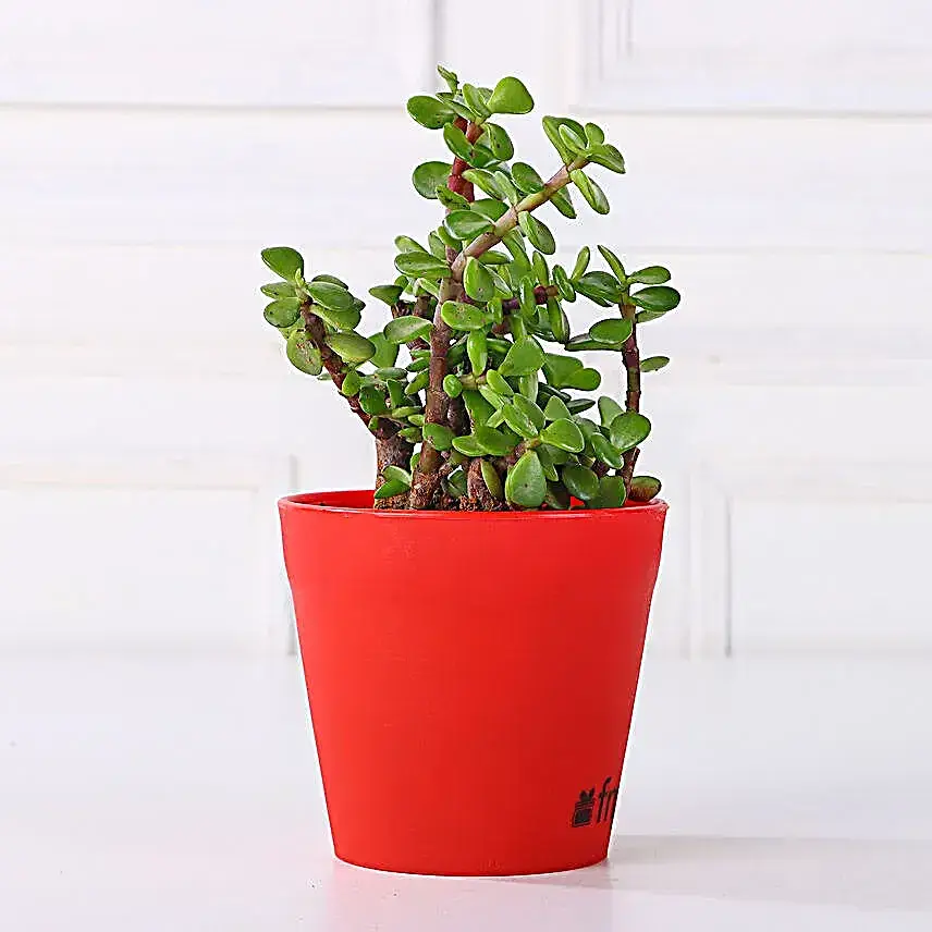 Jade Plant in Red Pot Gift
