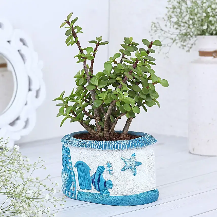 Jade Plant In Sea House Planter