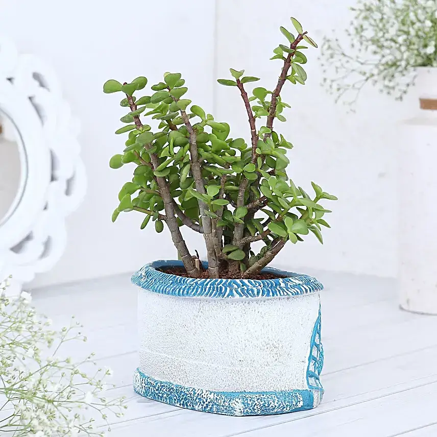 Jade Plant In Sea House Planter