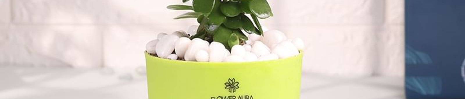 Jade Plant With Sustainable Self Watering Pot