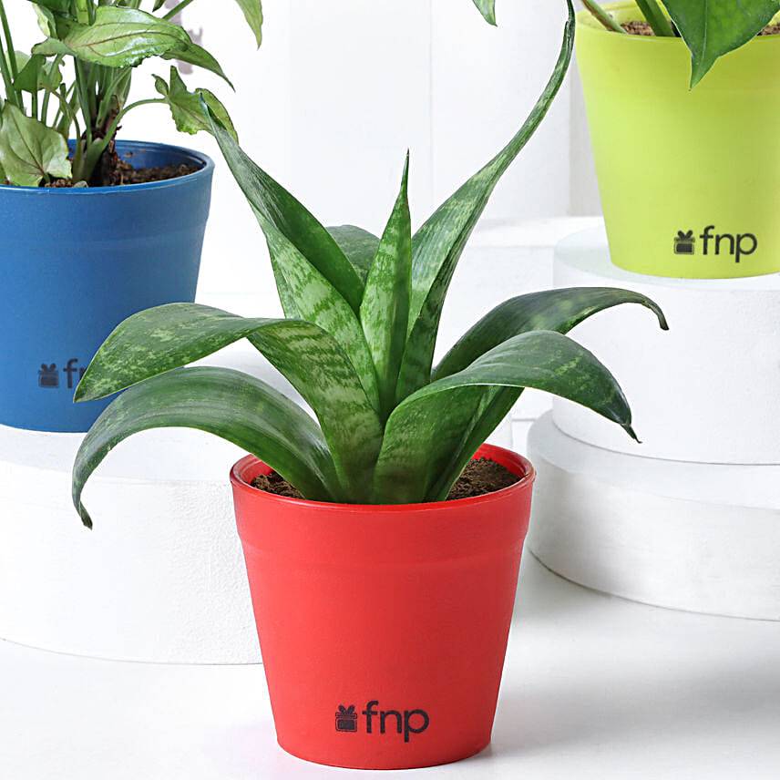 Jade, Sansevieria, syngonium & Money Plant Set