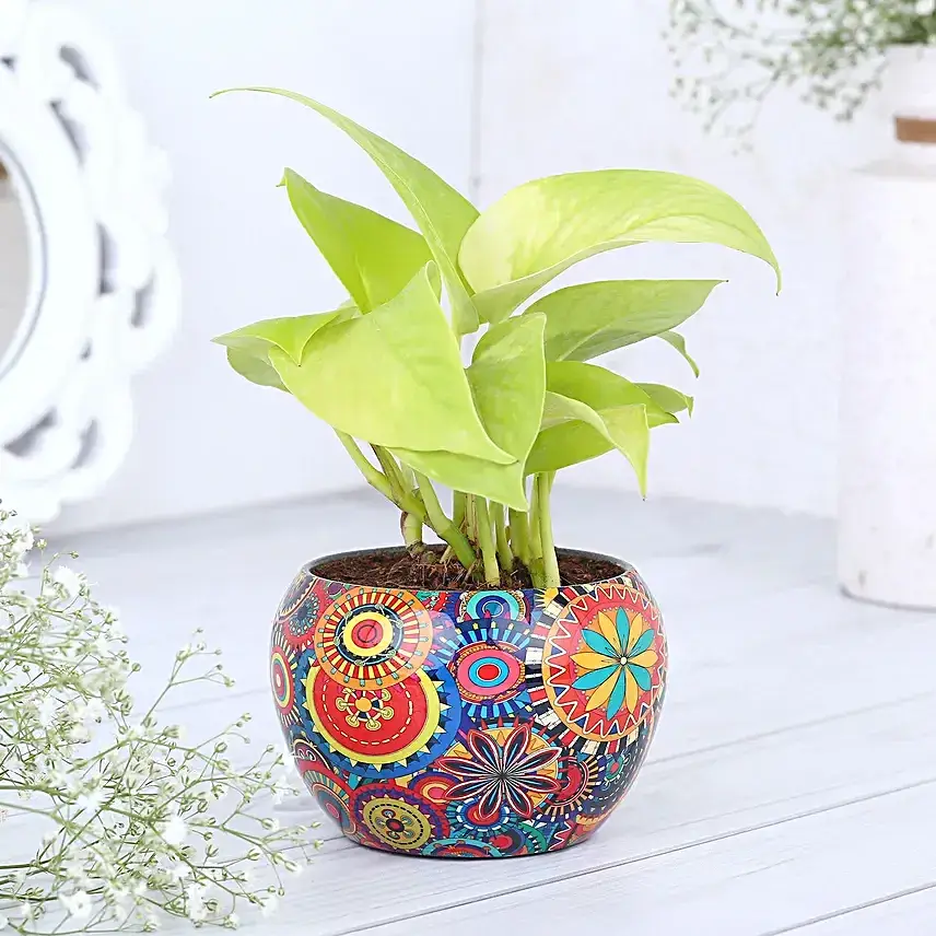 Joyful Money Plant & Cake Combo