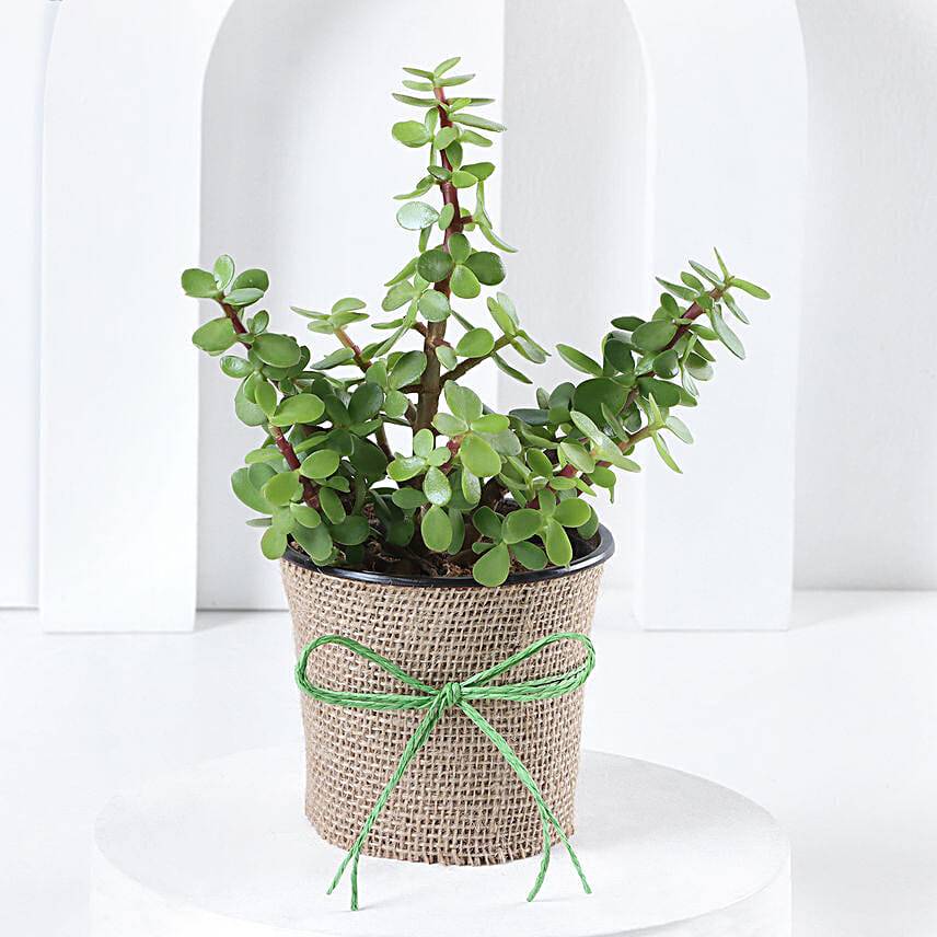 Jute Wrapped Classic Jade Plant