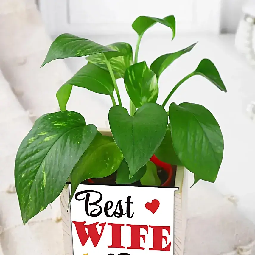 Karwa Chauth Gift Set with Money Plant