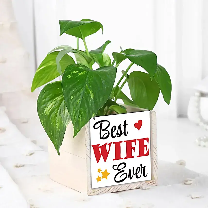 Karwa Chauth Gift Set with Money Plant