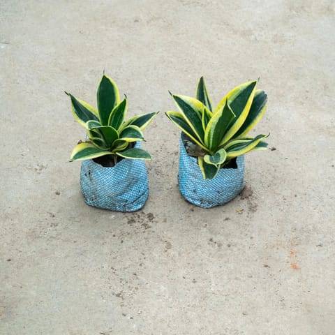 Set Of 2 - Snake Dwarf Variegated in 4 Inch Nursery Bag