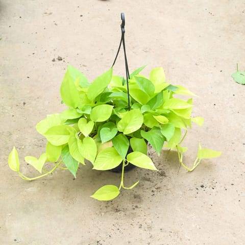 Money Plant Golden (Bushy) in 7 Inch Black Hanging Basket