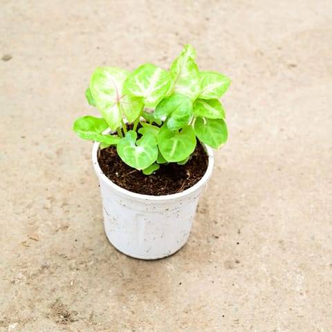 Syngonium Golden in 4 Inch Nursery Pot