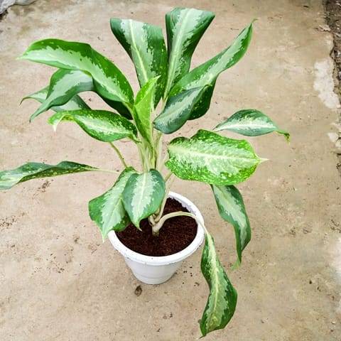 Aglaonema Dove (~ 2 Ft) in 10 Inch White Classy Plastic Pot