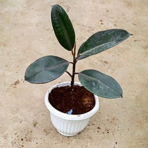 Rubber Black in 8 Inch White Olive Plastic Pot