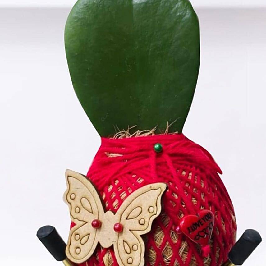 Kokedama Hoya Plant For Your Valentine