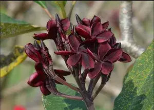 Dark Red Plumeria Flower Live Plant & Tree (1.5-2.5 Ft Size) For Home Gardening (Pack Of 1) Buy @ ₹499