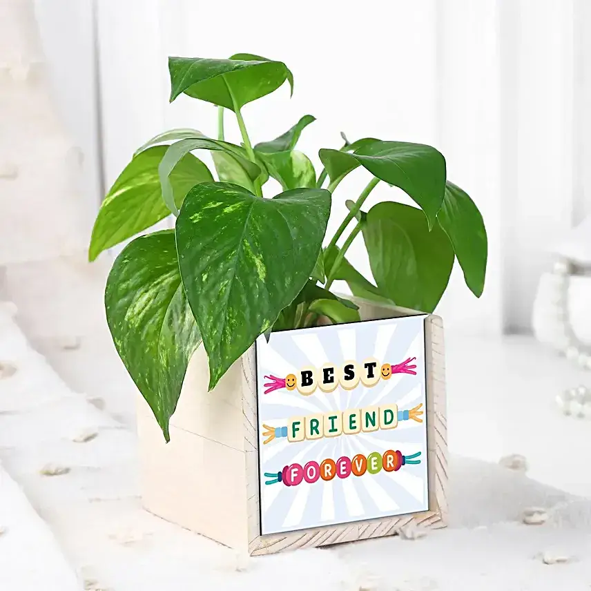 Leaf of Luck Green Money Plant for BFF