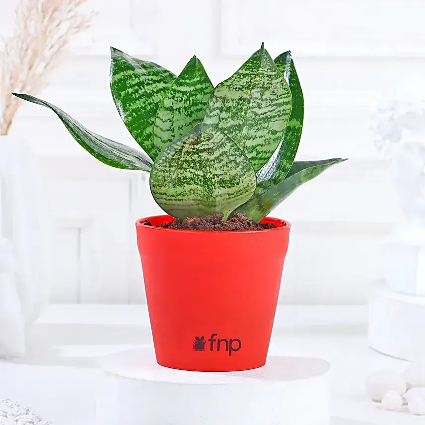 Leafy House Plants Combo