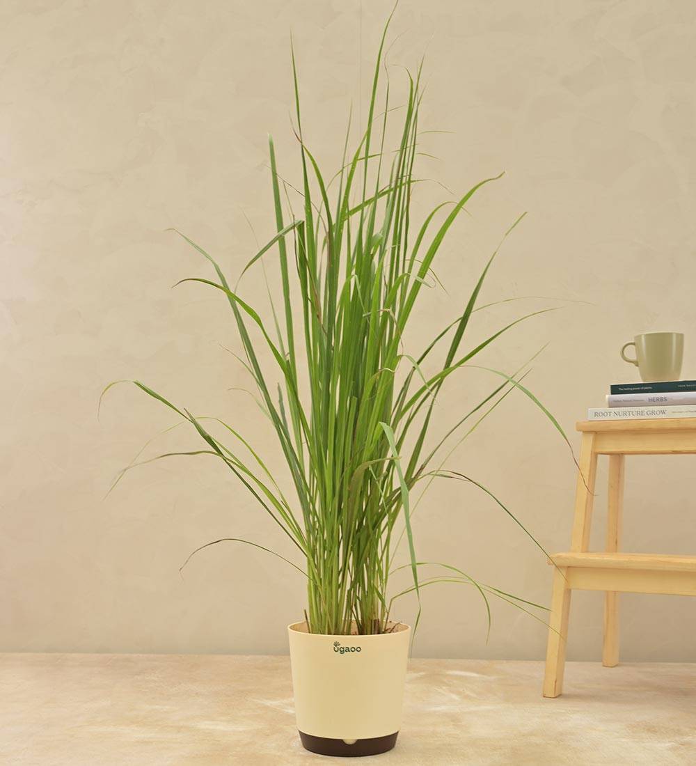 Lemon Grass