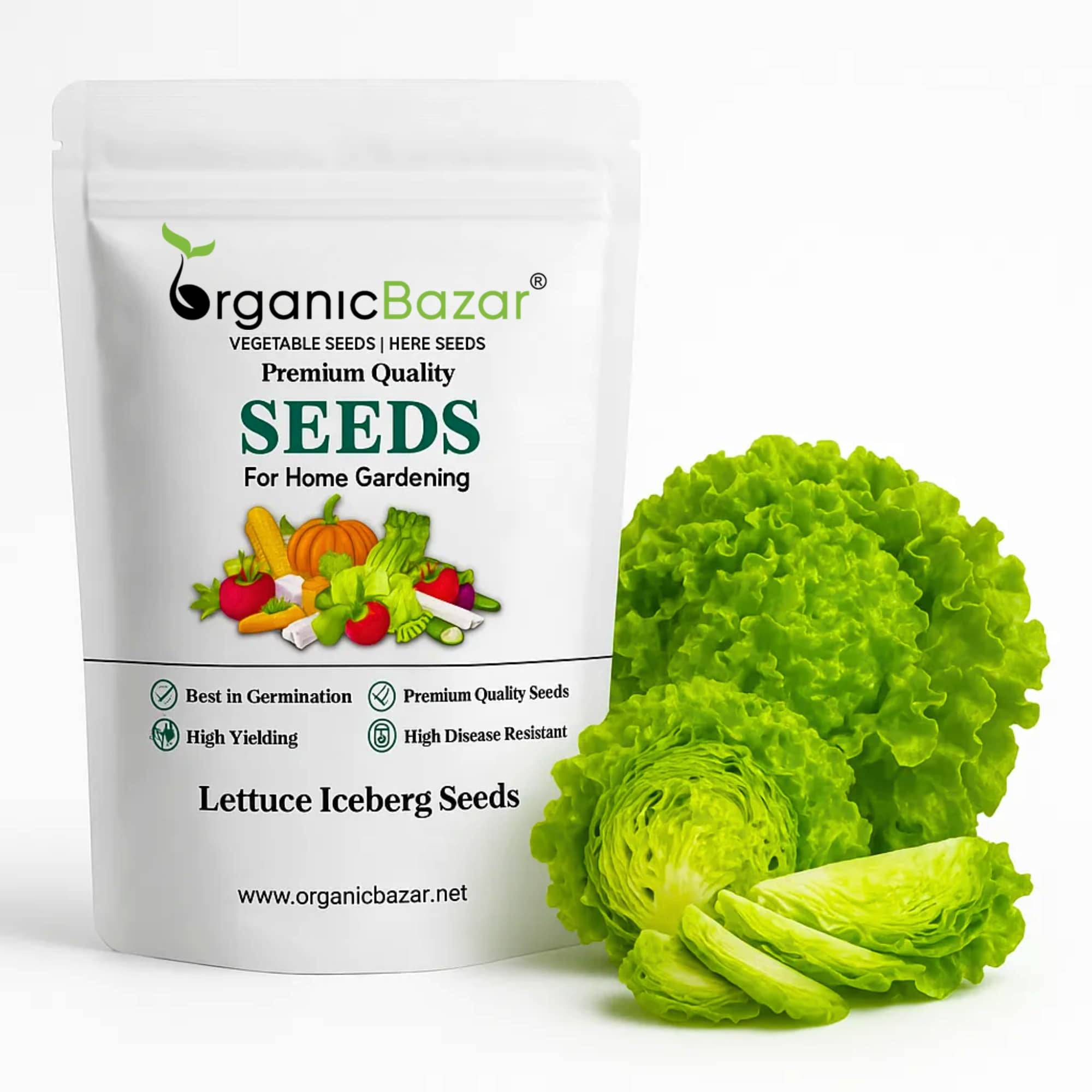 Lettuce Iceberg Seeds - 300 Seeds (Salad patta/सलाद पत्ता के बीज) Easy To Grow, High Germination, Leafy Vegetable Seeds for Balcony, Terrace Garden
