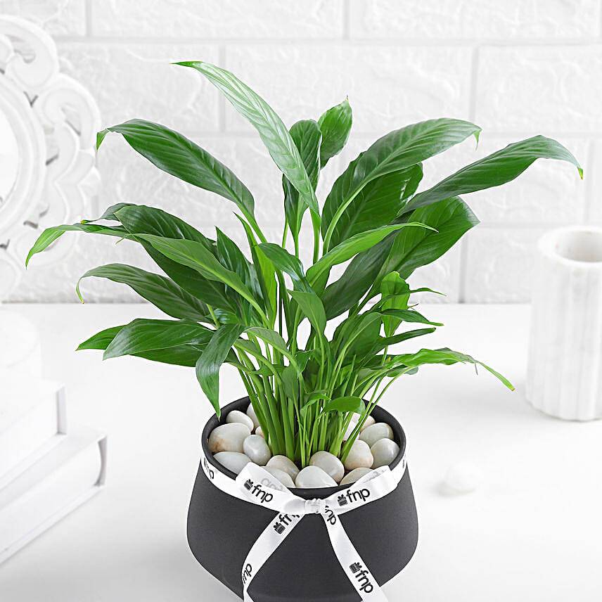 Lily of Tranquility