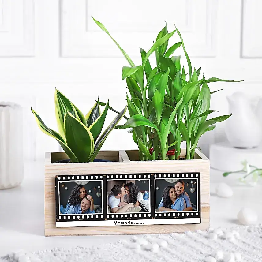Love & Luck Plant Organiser