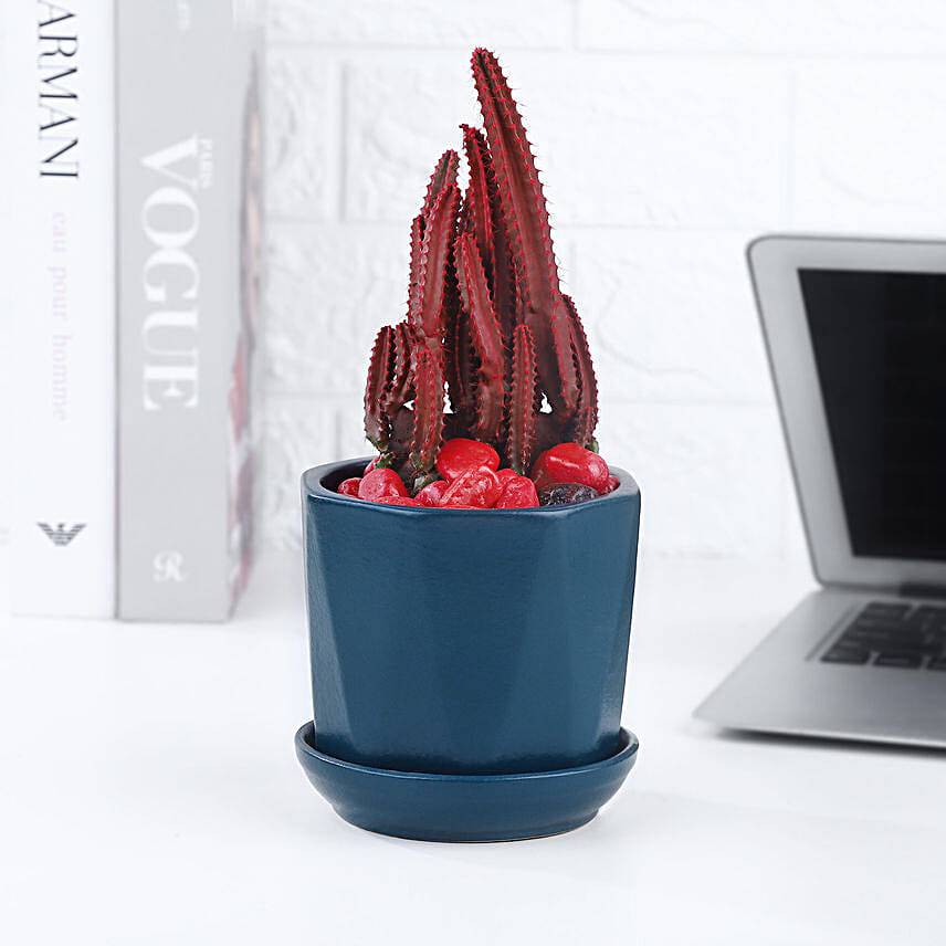Love Special Cactus Plant In Blue Cup Pot