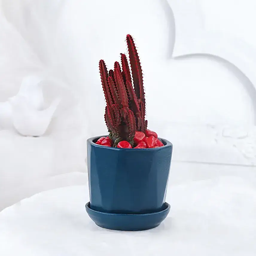 Love Special Cactus Plant In Blue Cup Pot