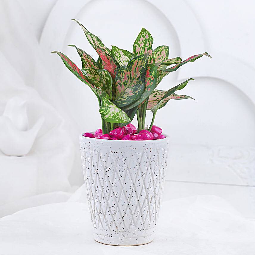 Love Token Of Pink Aglonema