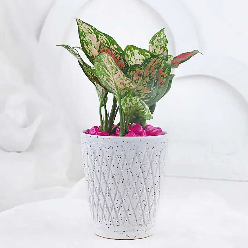 Love Token Of Pink Aglonema