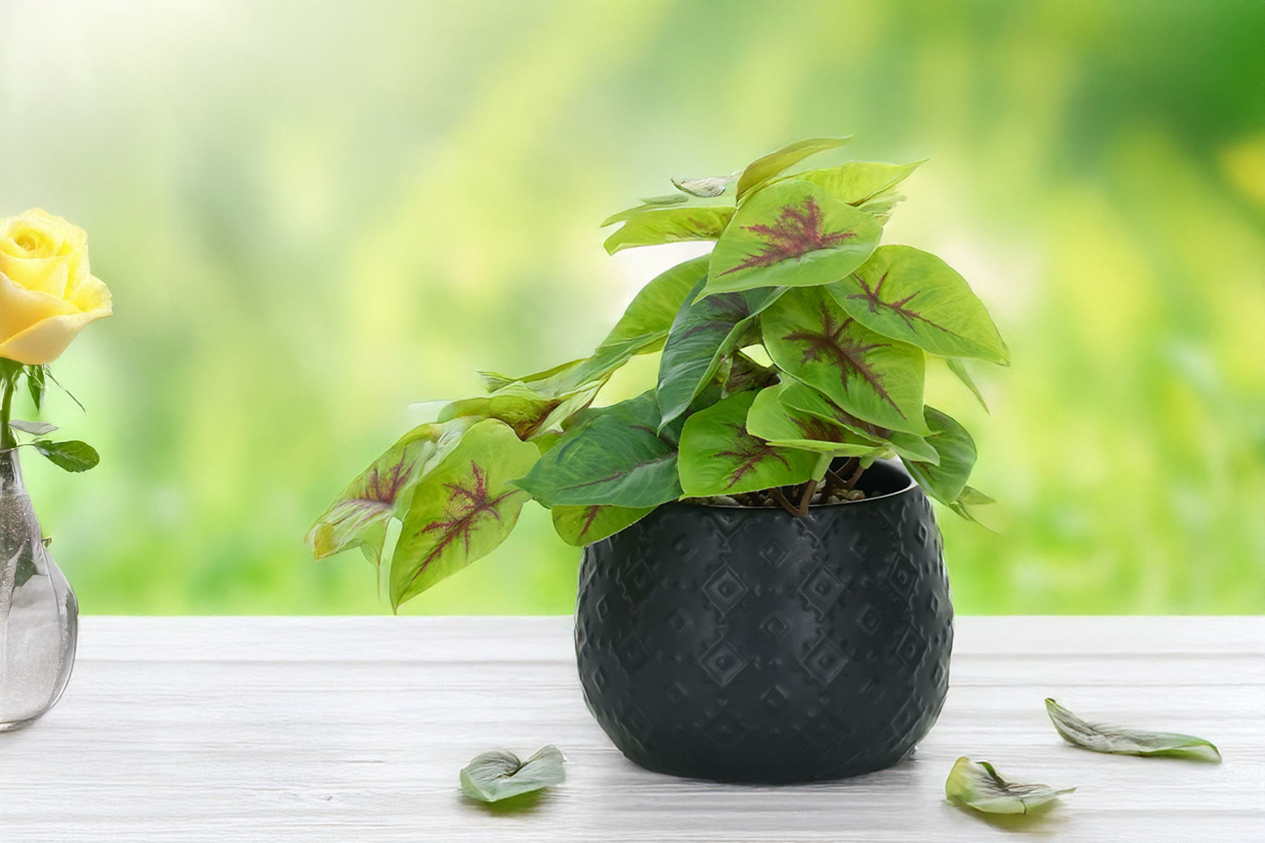 Royaloak Golden Pothos Plant