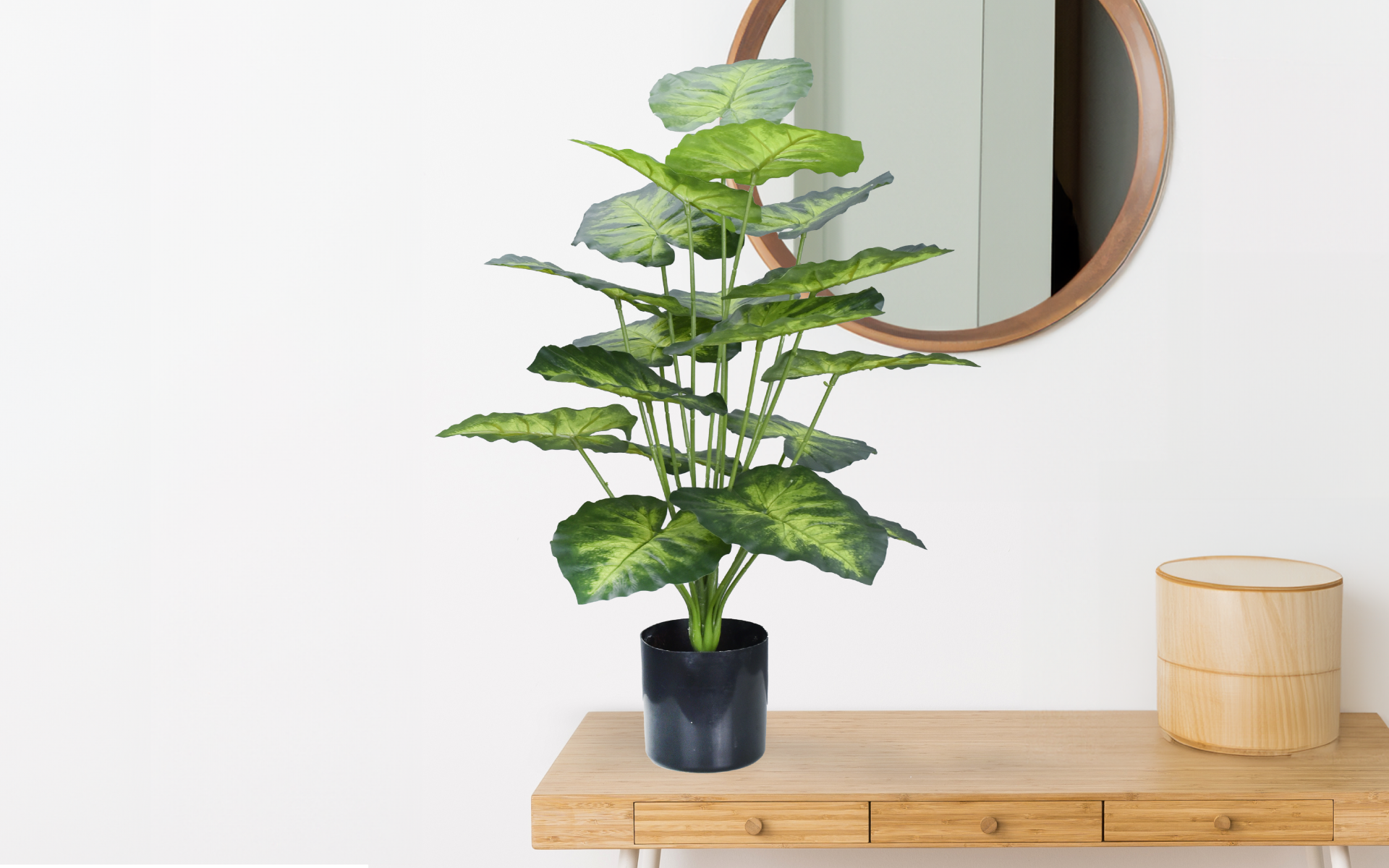 Royaloak Syngonium Podophyllum Plant - 32 Inches