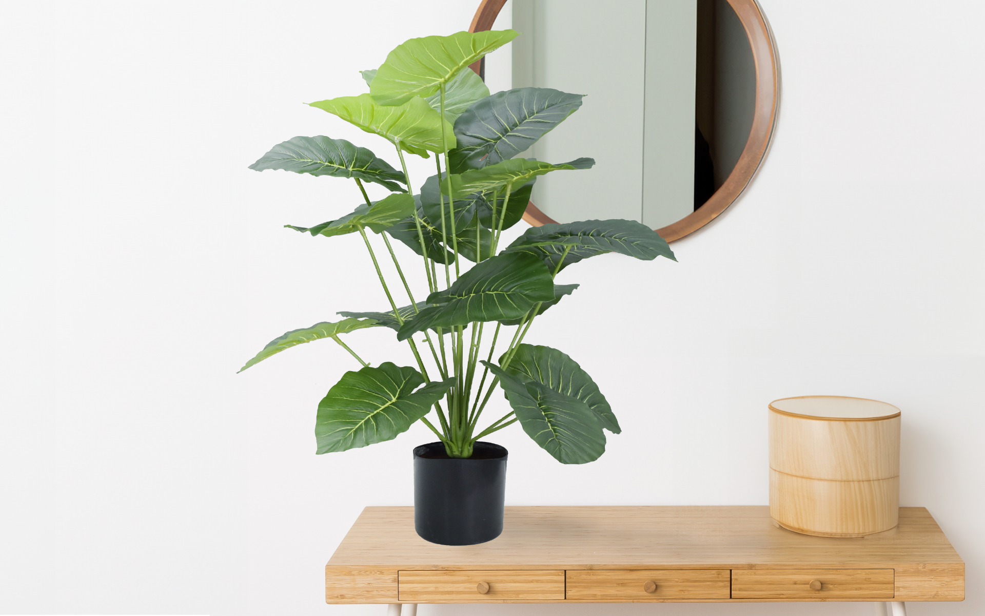Royaloak Thaumatococcus Daniellii Plant - 32 Inches