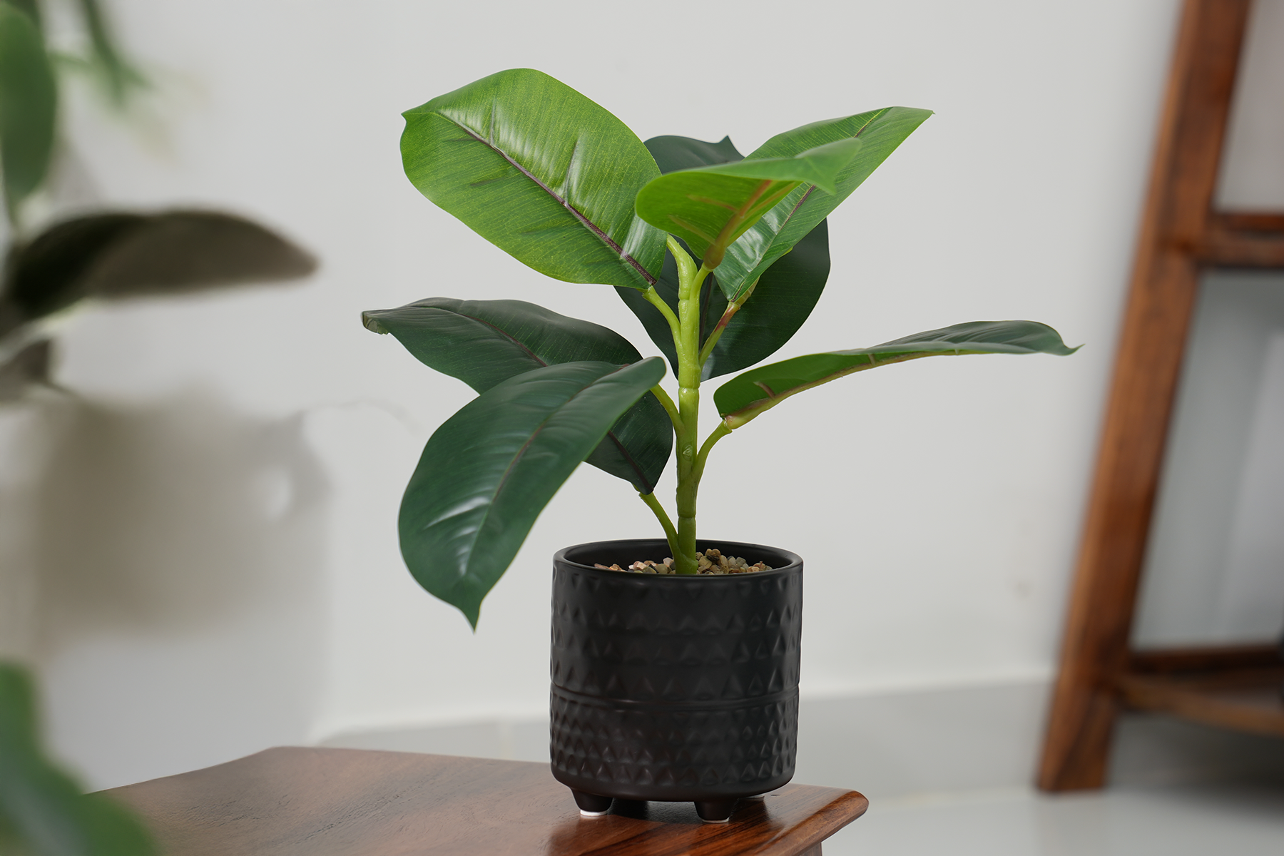 Royaloak Rubber Fig Plant