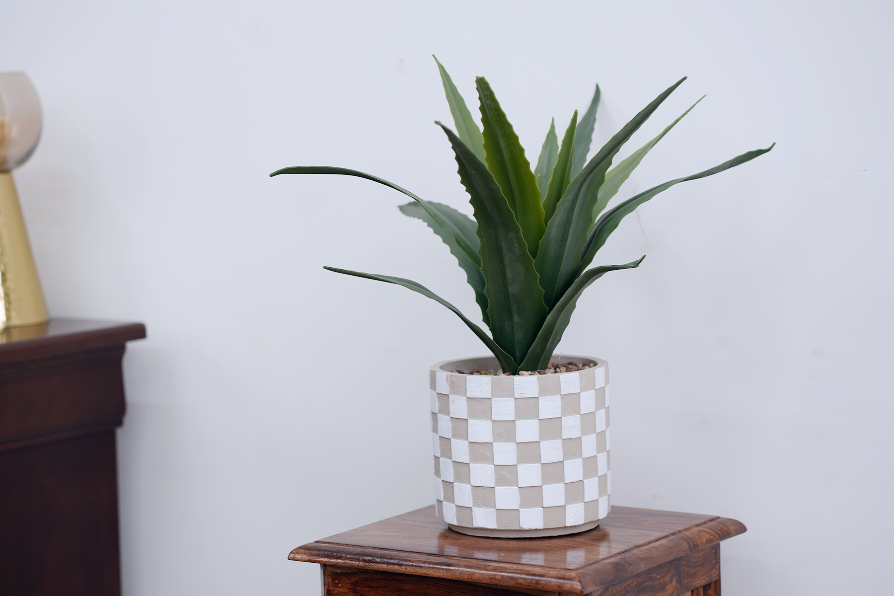 Royaloak Cactus Plant