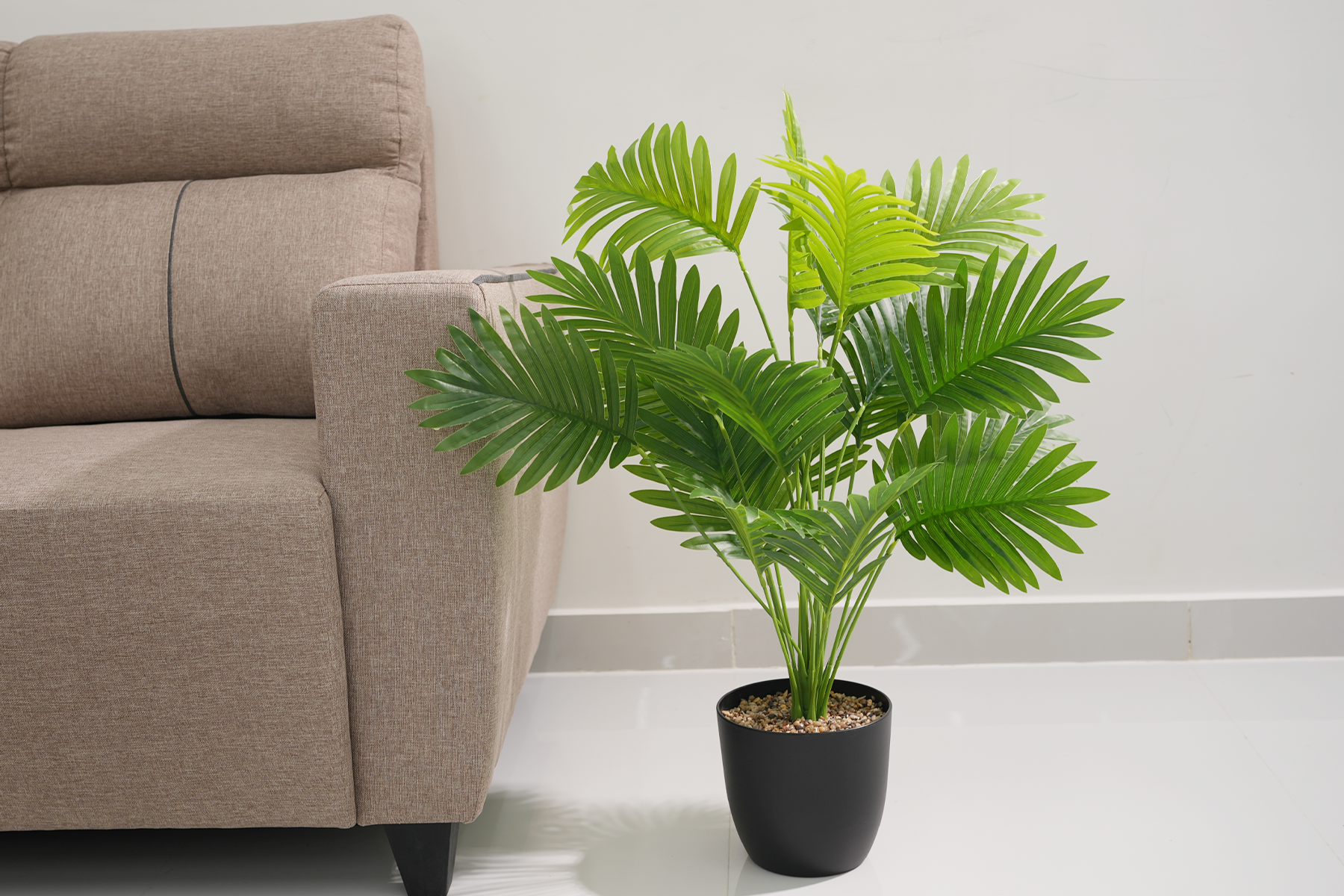 Royaloak Areca Palm Plant