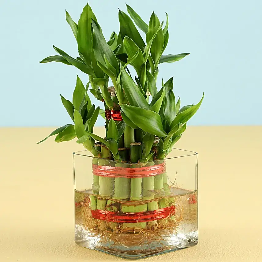 Lucky Bamboo Eggless Truffle Cake Combo