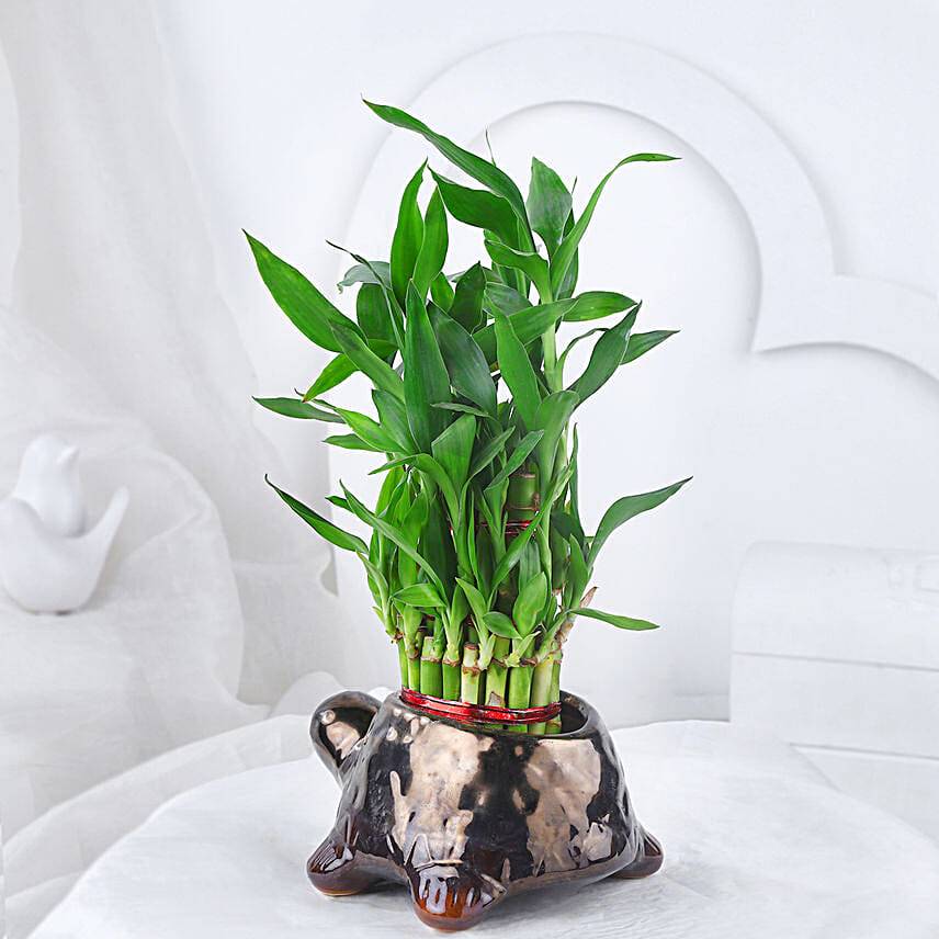 Lucky Bamboo In Tortoise Fun Pot